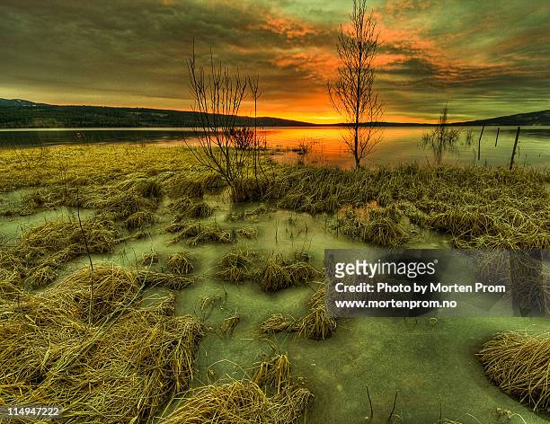 plants on ice lake - buskerud stock pictures, royalty-free photos & images