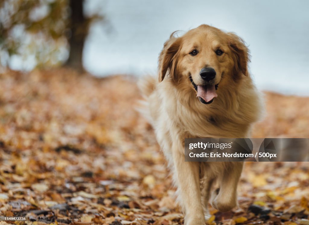 Golden Retriever Walking