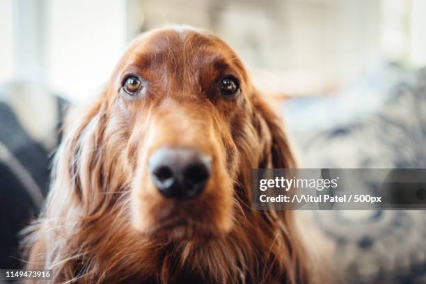 dog photo - irish setter stock pictures, royalty-free photos & images