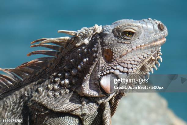 close up portrait of iguana - lesser antilles photos et images de collection