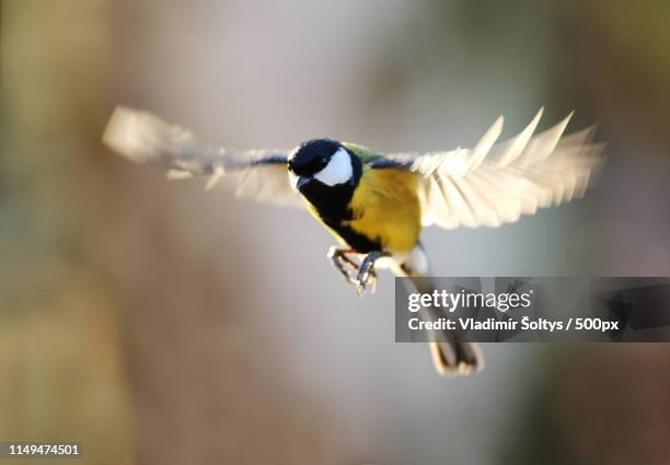 great tit in flight - calliope hummingbird stock pictures, royalty-free photos & images