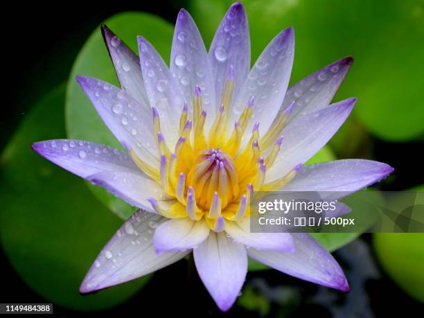 water lilies - lotus flowers stock-fotos und bilder