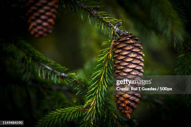 nature image - pinecone stock pictures, royalty-free photos & images