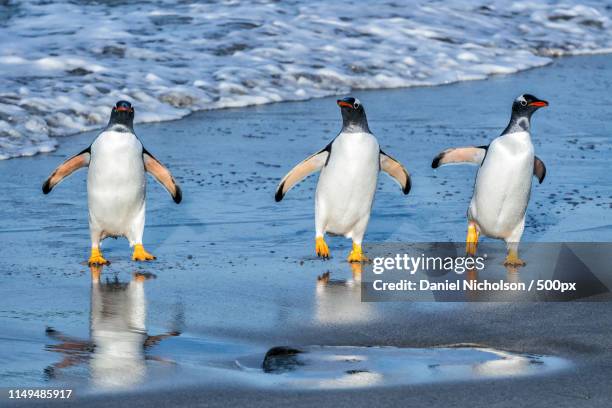 the art of the waddle - waddling stock pictures, royalty-free photos & images