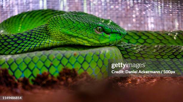 Vipera Python 42 Python Pits Stock Photos, High-Res Pictures, and Images - Getty Images