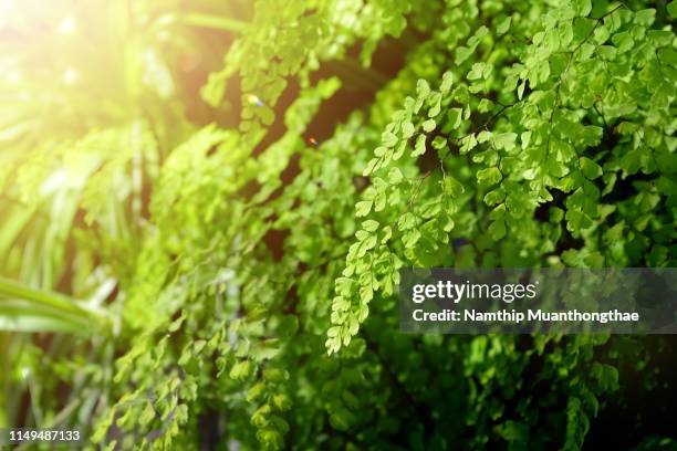 the beautiful bright green ferns in the tropical rainforest for creating the nature background with the sunlight - chrysanthemum parthenium stock pictures, royalty-free photos & images