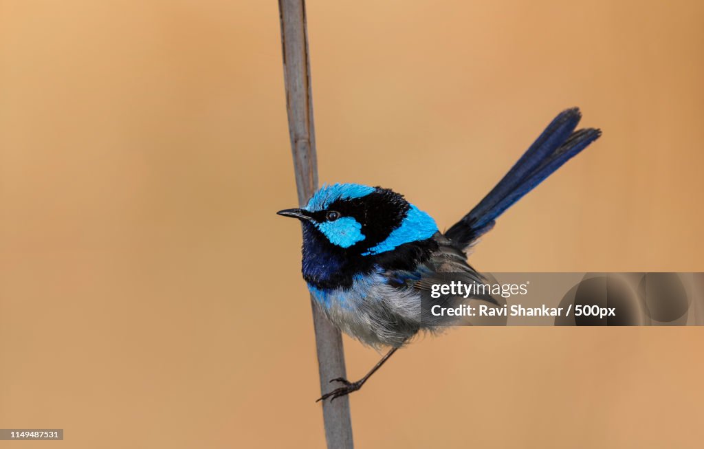 Male 'superb Fairy-Wren' In Breeding Plumage!