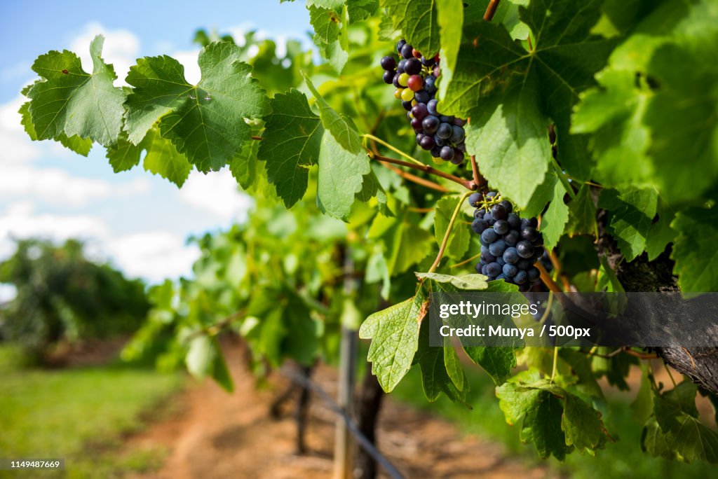 Hunter Valley, Australia