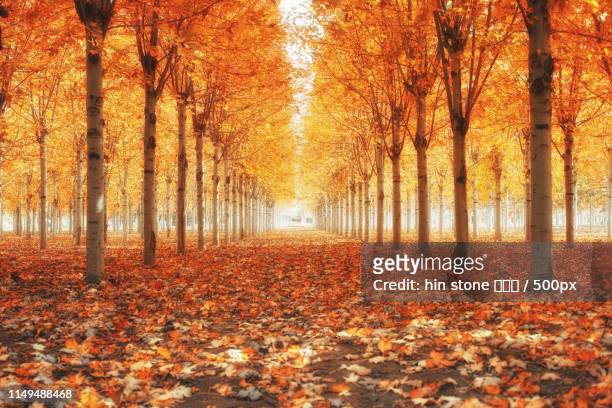 fall colors - autumn czech republic stock pictures, royalty-free photos & images
