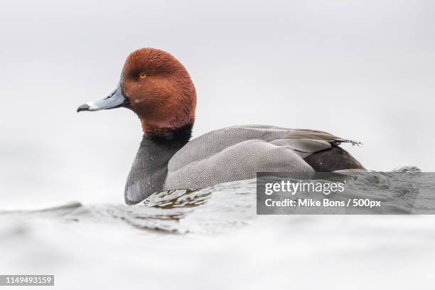 Redhead Drake 61 Red Head Drake Stock Photos, High-Res Pictures, and Images - Getty ...