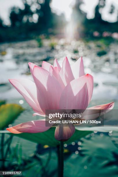 lotus - waterlelie stockfoto's en -beelden