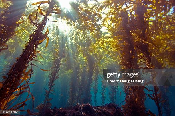 sunlight through kelp forest - meeresalge stock-fotos und bilder