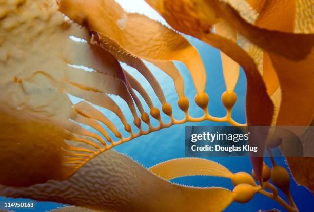 kelp growth - alga marina fotografías e imágenes de stock