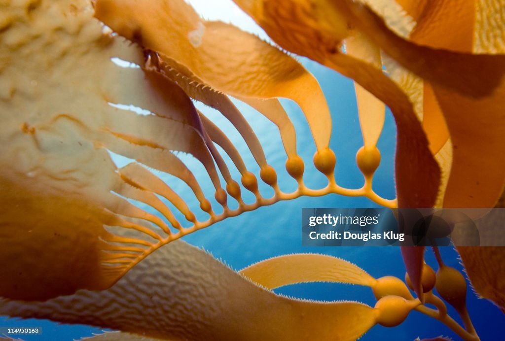 Kelp growth