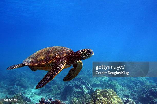 turtle off  island of maui, hawaii - ウミガメ ストックフォトと画像