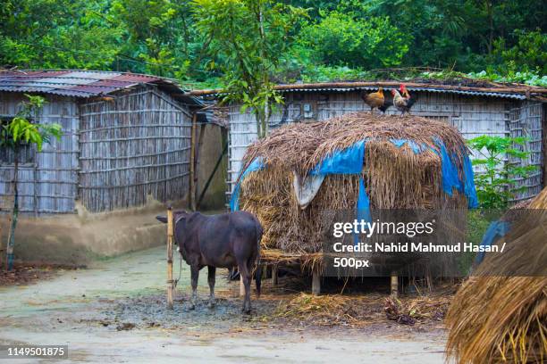 the farmer house - bangladesh village stock pictures, royalty-free photos & images