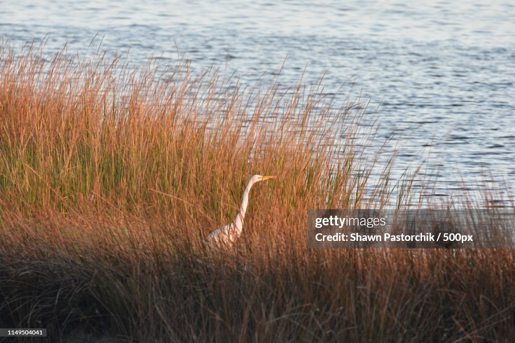 Egret In Tall Grass