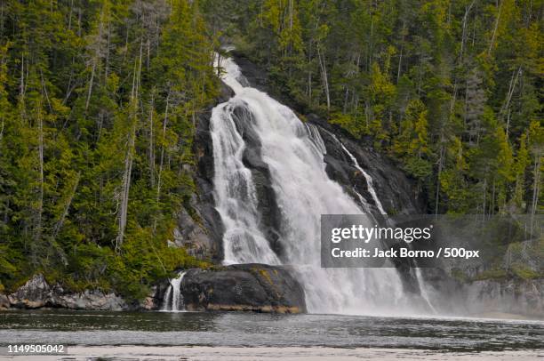 the great bear rainforest - great bear rainforest stock pictures, royalty-free photos & images