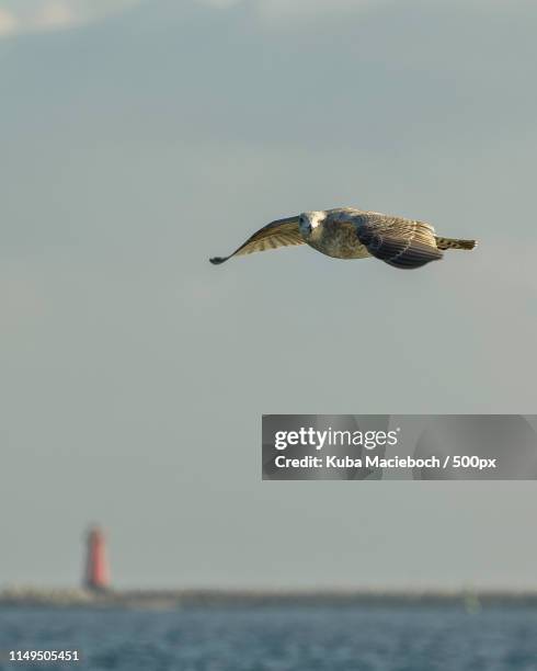 r u looking me - kuba strand stockfoto's en -beelden