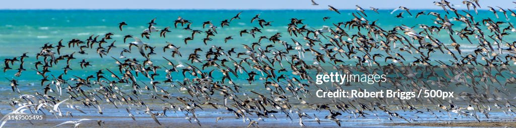 Shore Birds