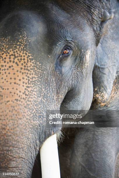 elephant face with tusk - elephant eyes stock pictures, royalty-free photos & images