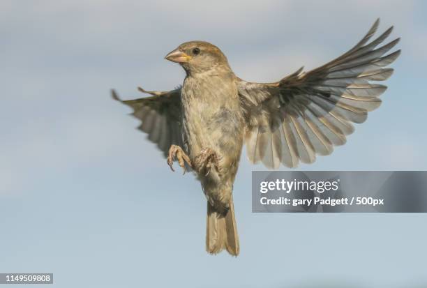 house sparrow (female) in flight - sparrow stock pictures, royalty-free photos & images