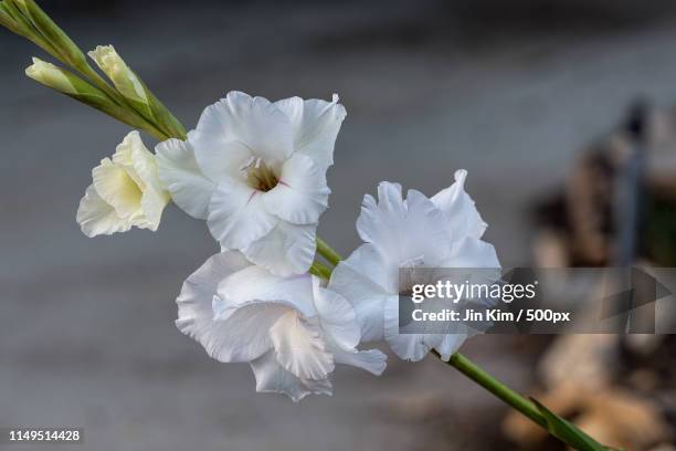 white gladiolus colvillei - gladiolus 個照片及圖片檔