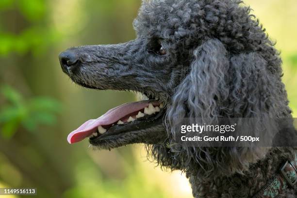 jasper - up close - standard poodle foto e immagini stock