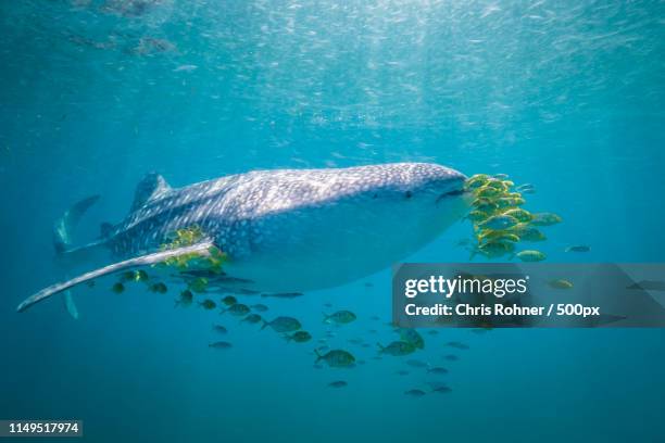 shrimp soup - whale sharks stock pictures, royalty-free photos & images