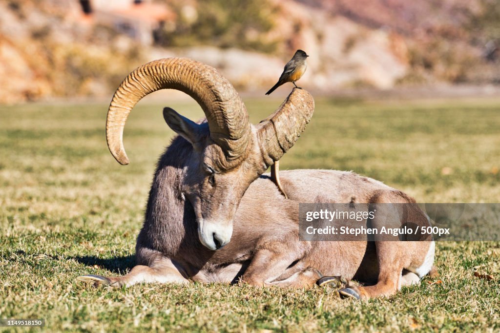 Mountain Bighorn Sheep