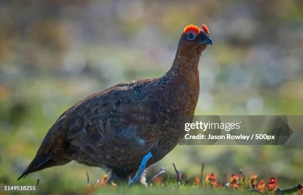 red grouse - ptarmigan stock-fotos und bilder