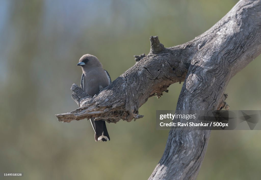 Dusky Woodswallow (Artamus Cyanopterus)