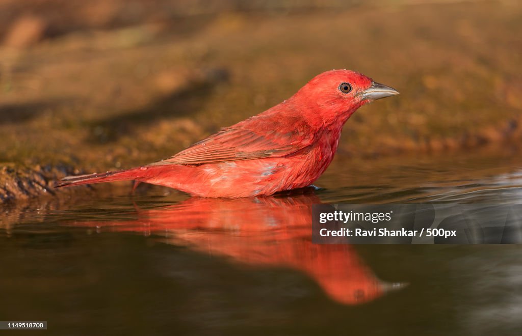 Summer Tanager (Piranga Rubra)