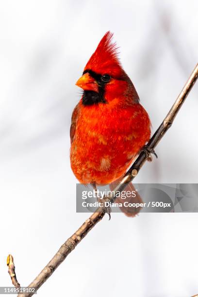 beacon of red - cardinal bird stock pictures, royalty-free photos & images