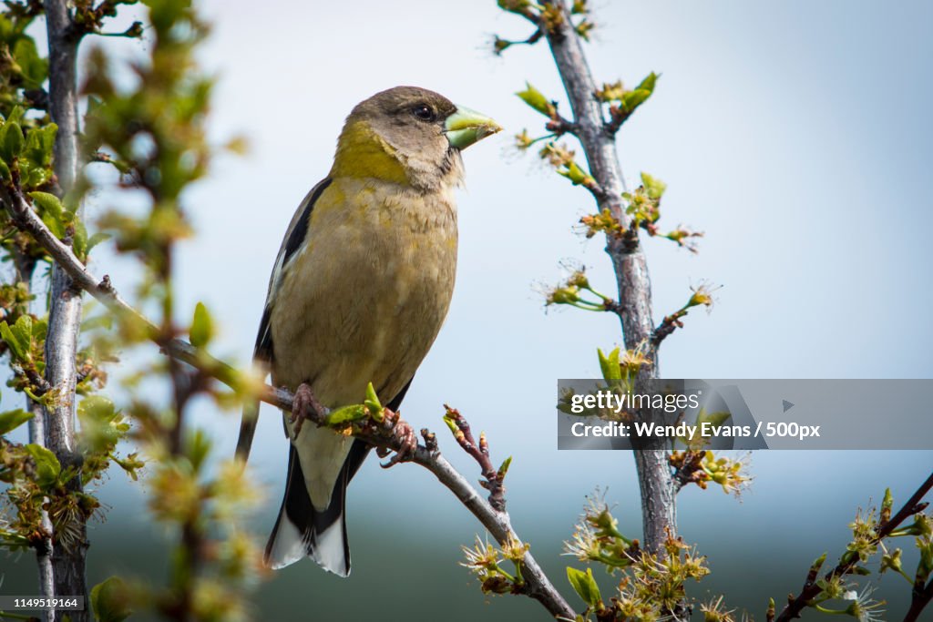 Evening Grosbeak Female