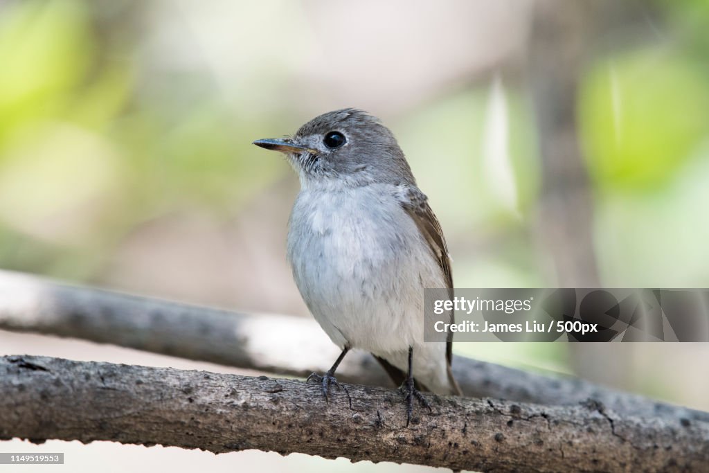 Muscicapa Dauurica