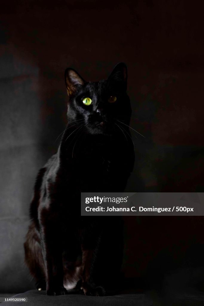 Sirius Black - Black On Black