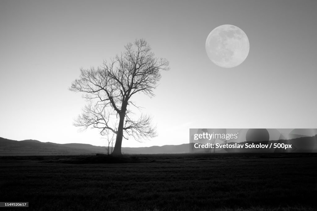 Bw Tree And Moon