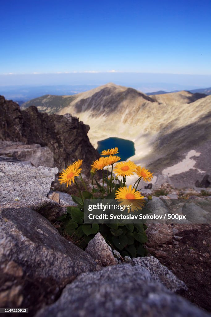 Wild Flowers In Rila Mountain, Bulgaria