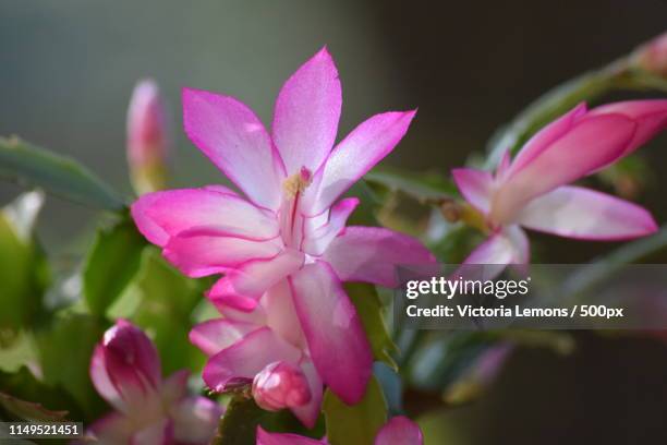 christmas cactus bloom macro shot - christmas cactus fotografías e imágenes de stock