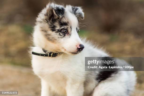 zayfi - collie puppy stock pictures, royalty-free photos & images
