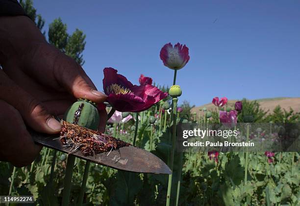 Local poppy farmers harvest the opium sap from the bulb of the plant during a ten-day harvesting period May 31, 2011 in Fayzabad, Badakhshan,...