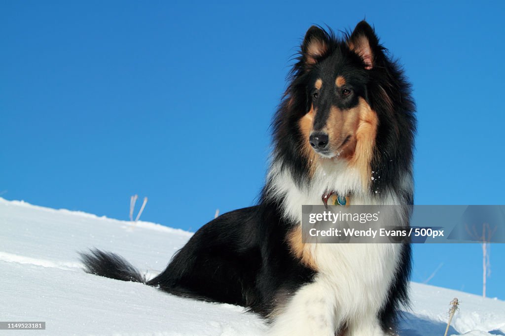 Tri-Color Collie In The Snow