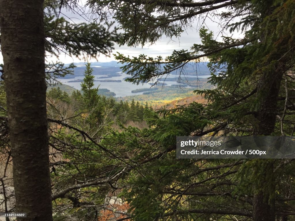 Squam Through The Trees