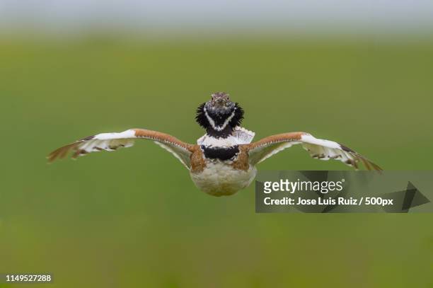 little bustard - calliope hummingbird stock pictures, royalty-free photos & images