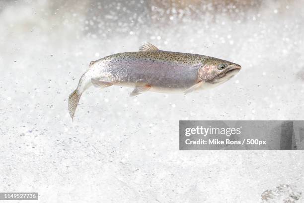 rainbow trout - trout stock pictures, royalty-free photos & images