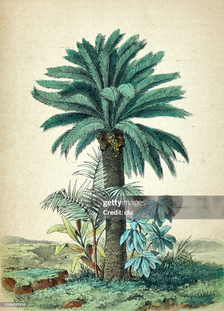 Cycas revoluta, Palme