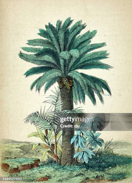 ilustrações, clipart, desenhos animados e ícones de cycas revoluta, palmeira - filme de arquivo