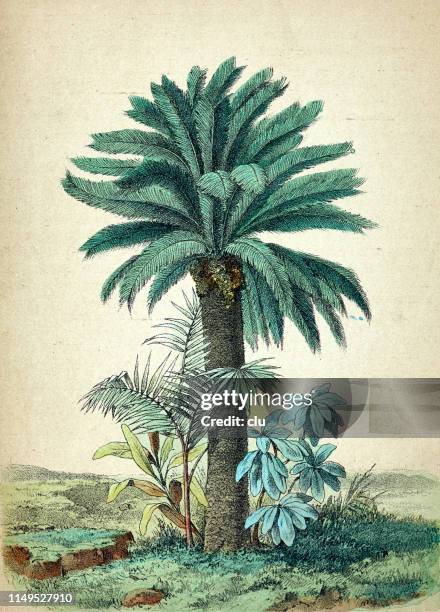 cycas 革命, 棕櫚樹 - palm trees 幅插畫檔、美工圖案、卡通及圖標