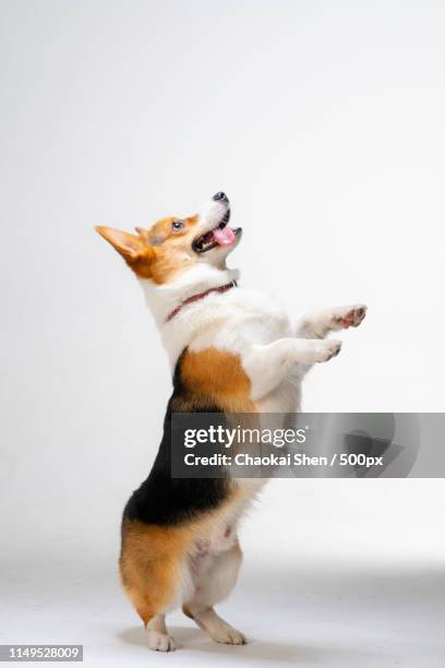 corgi dog - pembroke welsh corgi stock pictures, royalty-free photos & images